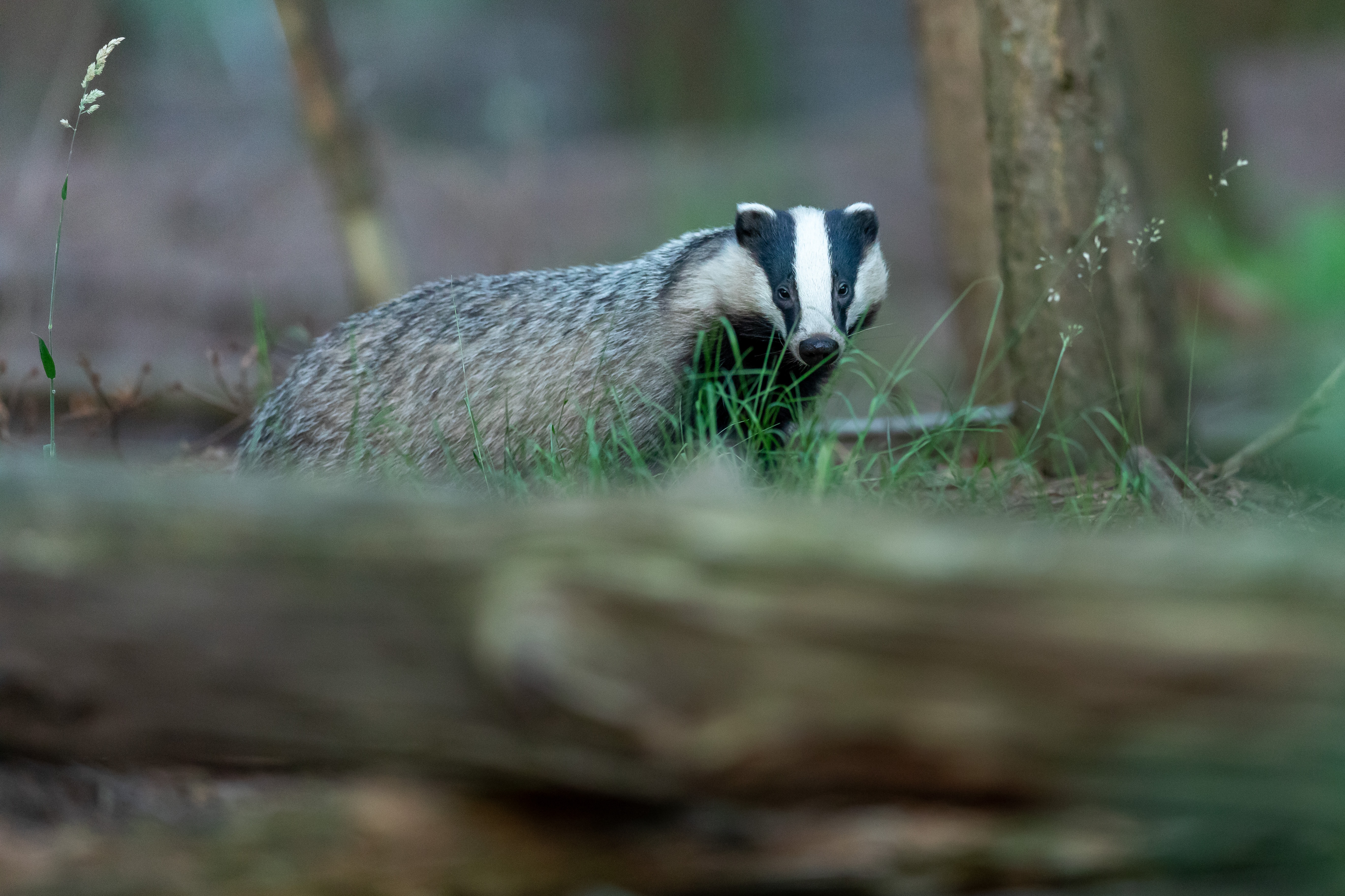 badger splash